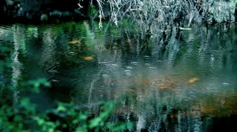 Gerris Stock Footage 10578574