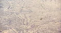 Gerris lacustris (common pond skater) HD Footage