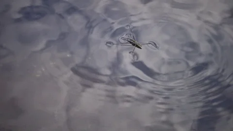 (Gerris lacustris) commonly known as the common pond skater or common water s Stock Footage 113764174