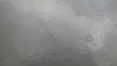 Gerris lacustris, commonly known as the common pond skater Video stock 120938736