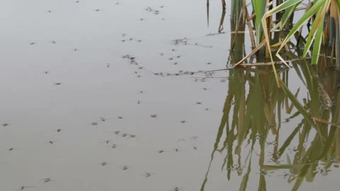 Gerris lacustris Stock Footage 107941652