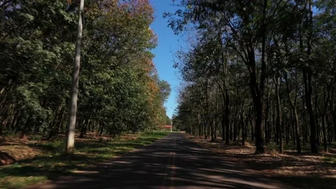 Gerson Fortes Stock Footage 138611414
