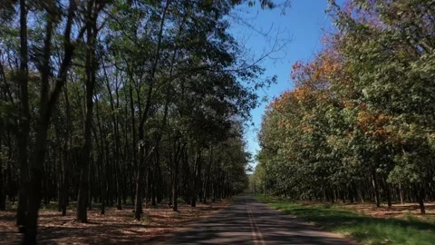 Gerson Fortes Stock Footage 138611415