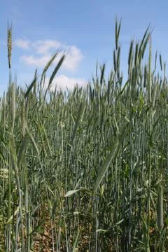 Gerstenähren Stock Photos