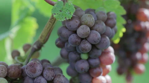 Gerwurtraminer Stock Footage 913685