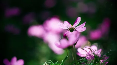 Gesang flowers bloom in the wind 動画素材 257864917