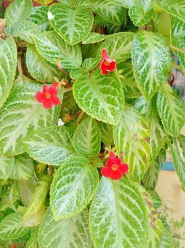 Gesneriaceae plants Stockfoto's