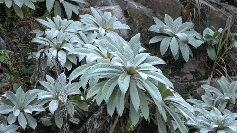 Gesneriad, Malaysia Stock Footage 132539944