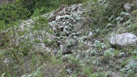 Gesneriad, Malaysia Stock Footage 132539996