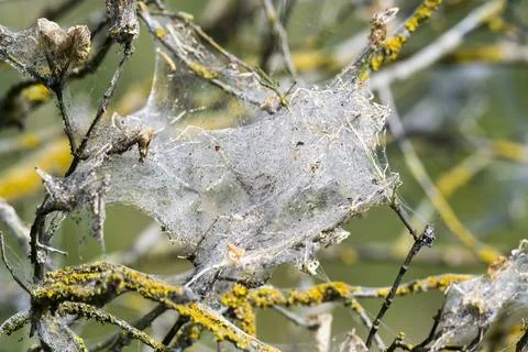 Gespinst ** spider web,spider webs fu1-nar  Stock Photos