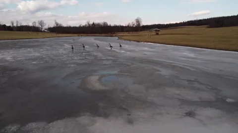 Gesse on ice over pond Stock Footage 266182303