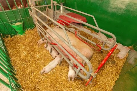 Gestation Crate Pigs Stock Photos