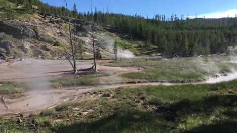 Gesyers in the forest Stock Footage 202184774