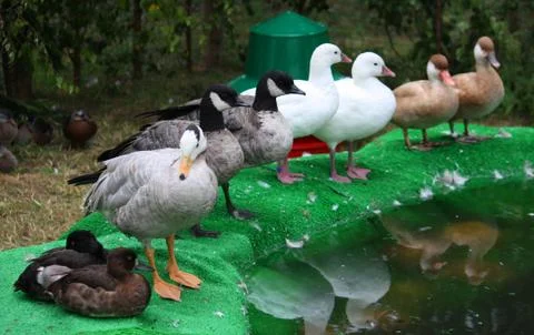Get all of your ducks in a row Stock Photos