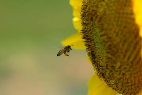Get That Honey Stock Photos