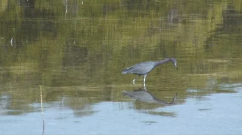 Get it Video stock 7350654