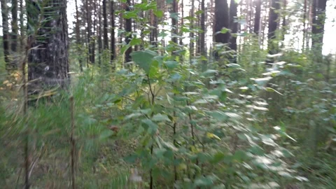 To get lost in the forest. Movement above ground and plants in a pine forest in Video stock 138652296