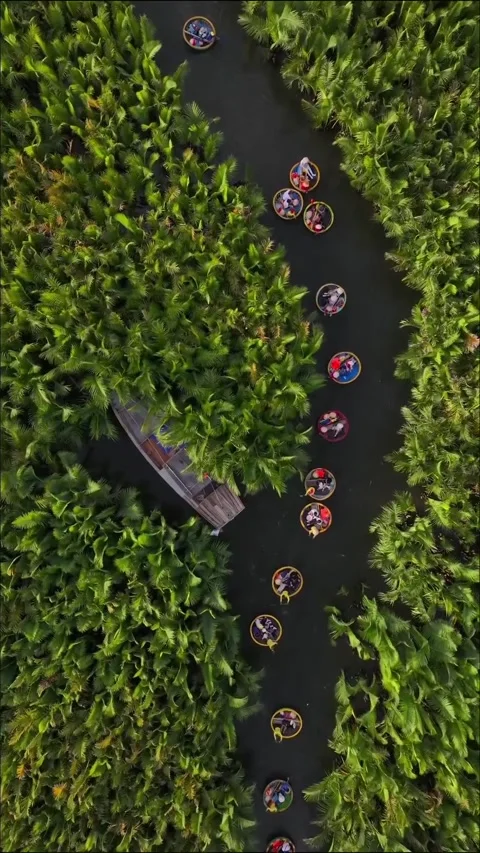 Get lost in the lush coconut forest with a drone camera Stock Footage 318951018