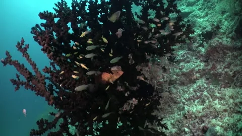 Get ready to be amazed by underwater view of fish and corals in Maldives. Stock Footage 236809376