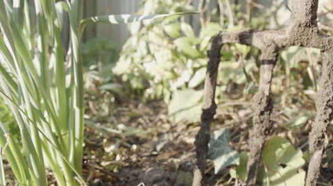 Get Ready As Its Time For Weeding The Garden Video stock 60795120