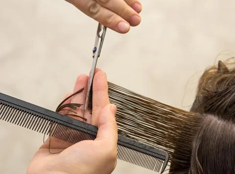 Get rid of split ends. cutting a client's hair with scissors in a beauty salo Stock Photos