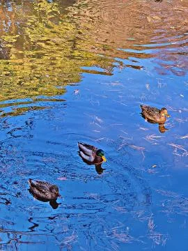 Get your ducks in a row. Stock Photos