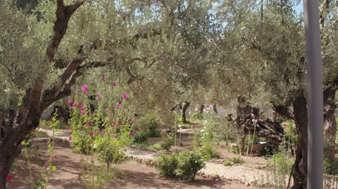 Gethsemane garden Stock Footage
