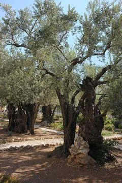 Gethsemane Stock Photos