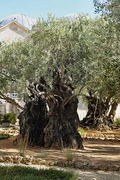 Gethsemane Stock Photos