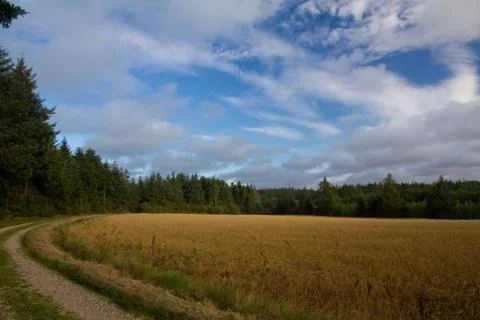 Getreidefeld Stock Photos