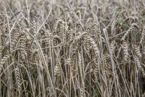 Getreidefeld Stock Photos