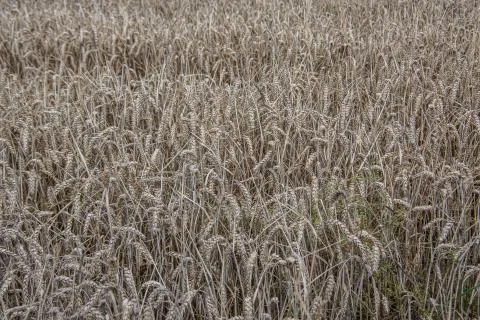 Getreidefeld Foto stock