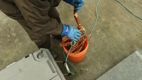 Getting the Alaskan King Crab from a bucket at the dock Stock Footage 170809835