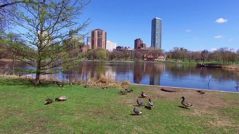Getting along Ducks and Pigeons Stockbeeldmateriaal 74771192