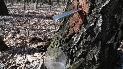 Getting birch sap from birch. Stock Footage 51356209