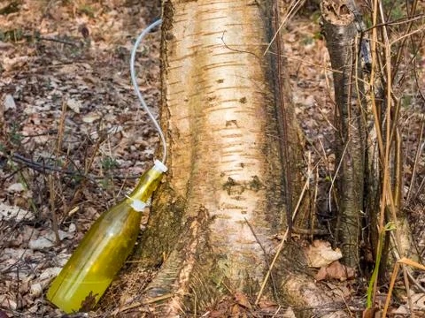 Getting birch sap in forest from tree trunk. Juice dripping in the green glas Stock Photos