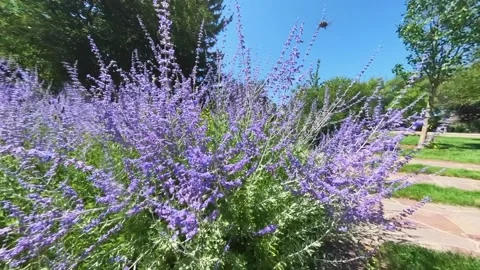 Getting close up and right into the thick of some Russian sage, purple sage Vidéo 252479473