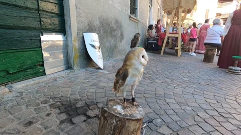 Getting close to a barn owl Vídeo Stock 244731359