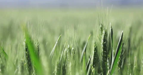 Getting close to a couple of wheat sticks on a large field Stockbeeldmateriaal 155023764