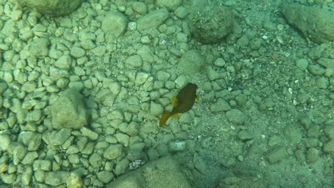 Getting close to a Spotted Boxfish Vídeo Stock 305945647
