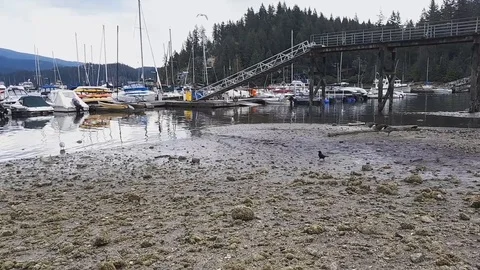 Getting closer to Canada Geese on the shore. Stock Footage 113458813