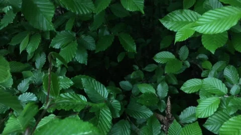 Getting closer ( dolly ) to the shrub and bush Video stock 131248295