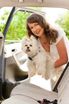 Getting dog into a car Stock Photos