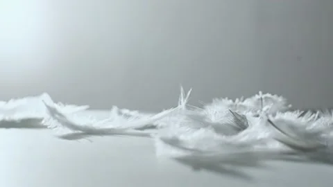 Getting down of white feathers (4k) Stock Footage 199503729