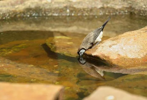 Getting a drink Stock Photos