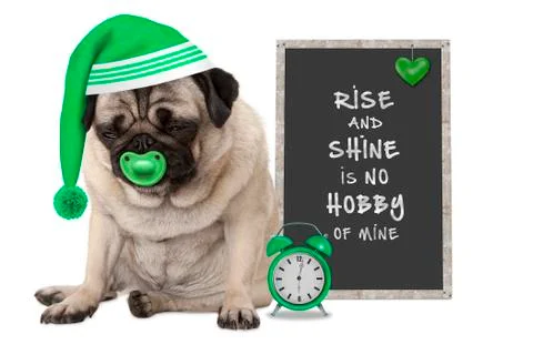 Getting up in early morning, grumpy pug puppy dog with sleeping cap Stock Photos