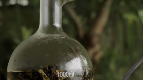 Getting essential oil from herbs and flowers in a glass flask, Distillation Stock Footage 123483536