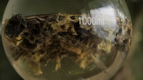 Getting essential oil from herbs and flowers in a glass flask, Distillation Stock Footage 123483677