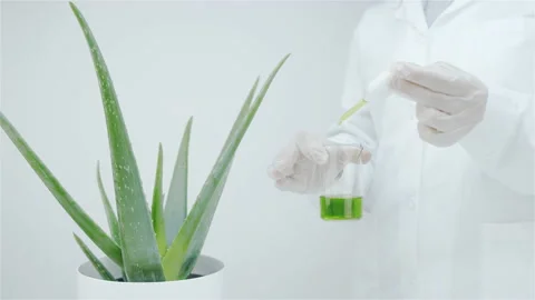 Getting an extract from leaves of aloe vera Stock Footage 148726443