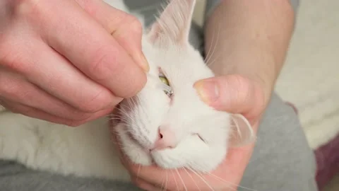 Getting eye drops in a cat. Stock Footage 169136816